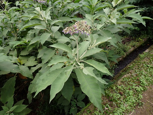 Solanum mauritianum observed 2026-10-28