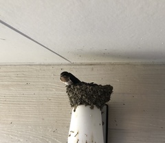 Hirundo rustica