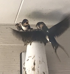 Hirundo rustica