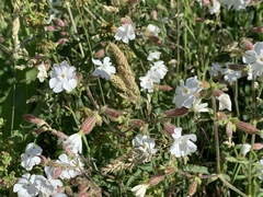 Silene latifolia