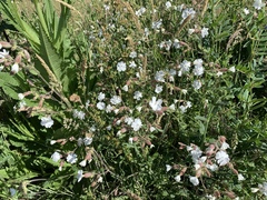 Silene latifolia