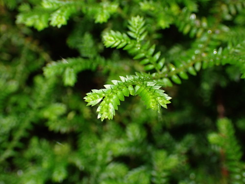 Selaginella observed 2026-10-28