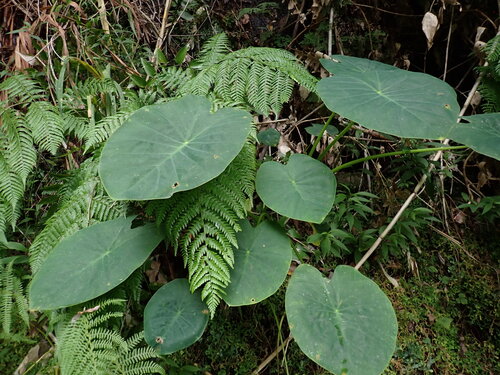 Colocasia esculenta observed 2026-10-28