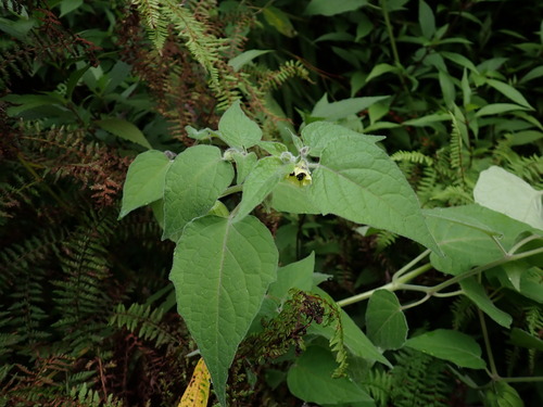 Physalis peruviana observed 2026-10-28
