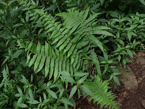 Christella dentata observed 2026-10-28