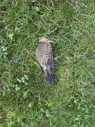 Colaptes auratus observed 2026-10-28
