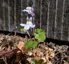 Cymbalaria muralis