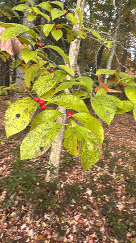 Ilex observed 2026-10-28