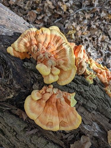 Laetiporus sulphureus observed 2026-10-28