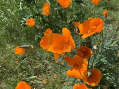Eschscholzia californica