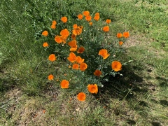 Eschscholzia californica