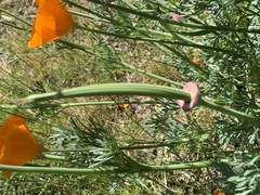Eschscholzia californica
