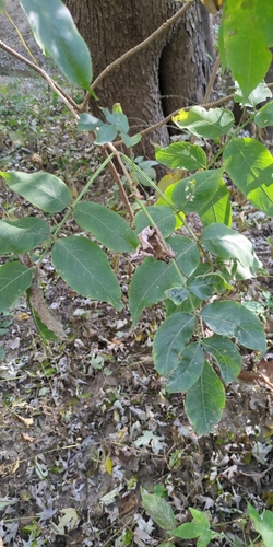 Sambucus nigra observed 2026-10-28