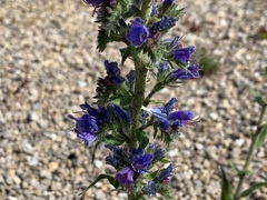 Echium vulgare