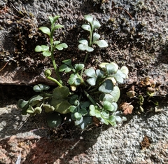 Asplenium ruta-muraria