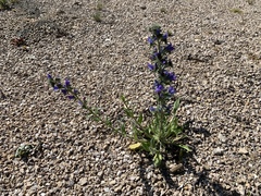 Echium vulgare