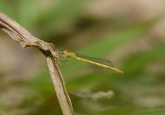 Agriocnemis kalinga