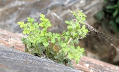 Asplenium ruta-muraria