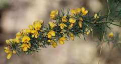 Pultenaea mollis