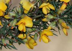 Pultenaea mollis