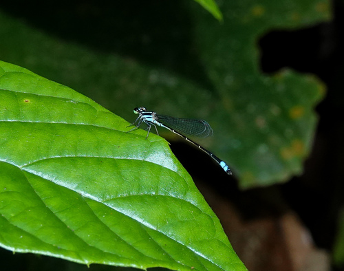 Photo of Red-tipped Shadefly (Argiocnemis rubescens)