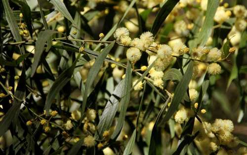 Image of Acacia leprosa by (c) Russell Best, some rights reserved (CC BY)