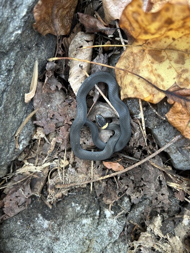 Diadophis punctatus observed 2026-10-28