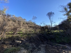 Banksia ericifolia
