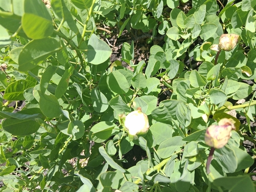 Capparis observed 2026-10-27