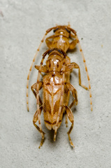Obrium maculatum