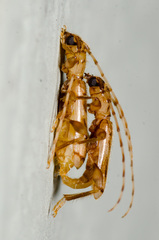 Obrium maculatum