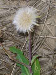 Sonchus megalocarpus