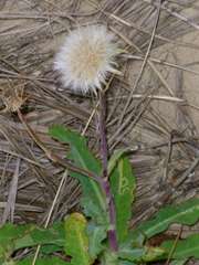 Sonchus megalocarpus