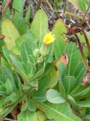 Sonchus megalocarpus