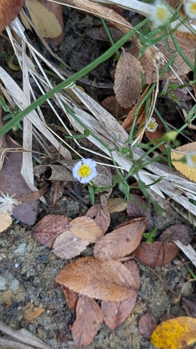 Symphyotrichum subulatum observed 2026-10-28