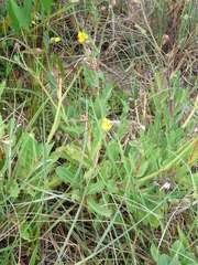Sonchus megalocarpus