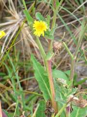 Sonchus megalocarpus