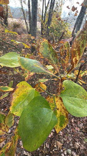 Smilax observed 2026-10-28