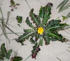 Sonchus megalocarpus