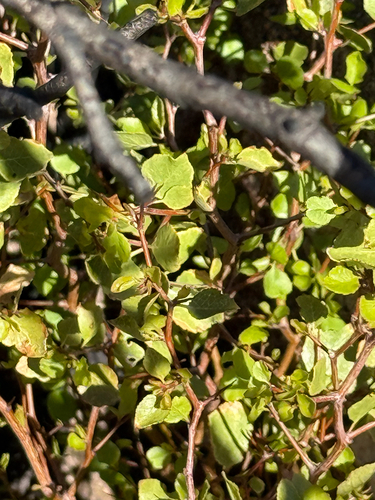 Prunus observed 2026-10-28