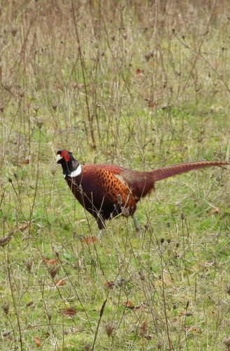 Phasianus colchicus observed 2026-10-28