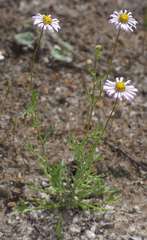Brachyscome ciliaris ciliaris