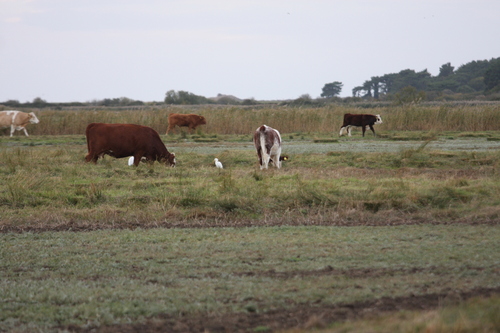 Bubulcus ibis observed 2026-10-28