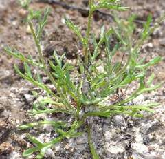 Brachyscome ciliaris ciliaris