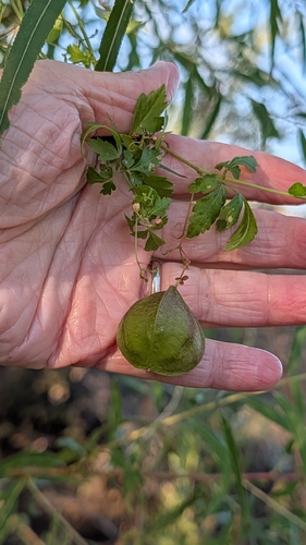 Cardiospermum halicacabum observed 2026-10-28