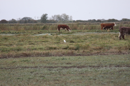 Bubulcus ibis observed 2026-10-28