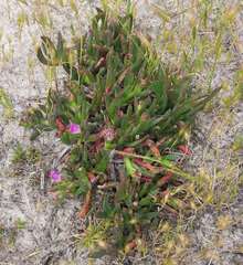 Carpobrotus modestus