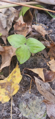 Hepaticae observed 2026-10-28