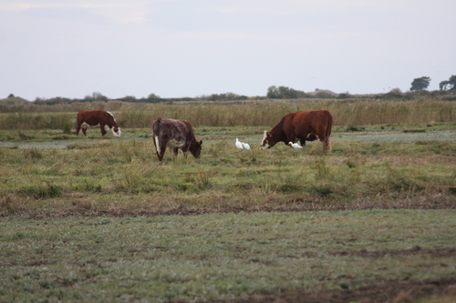 Bubulcus ibis observed 2026-10-28