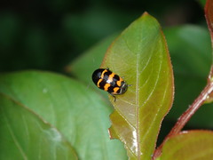 Cryptocephalus trifasciatus